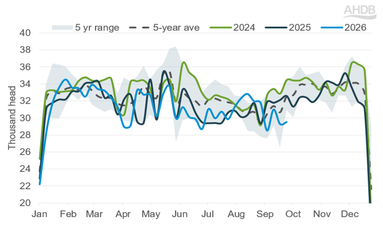 Prime cattle numbers coming though to slaughter, trending bellow 2025 numbers, dropping recently.